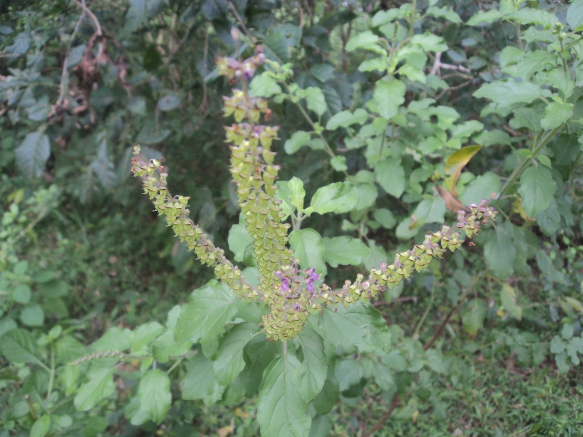 Ocimum tenuiflorum L.